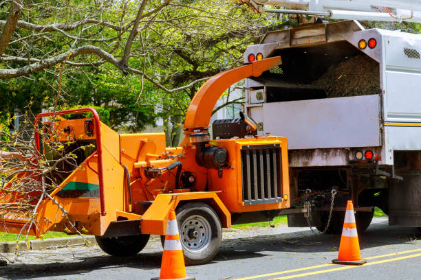 Why Choose Our Tree Removal Services in Machesney Park, IL?