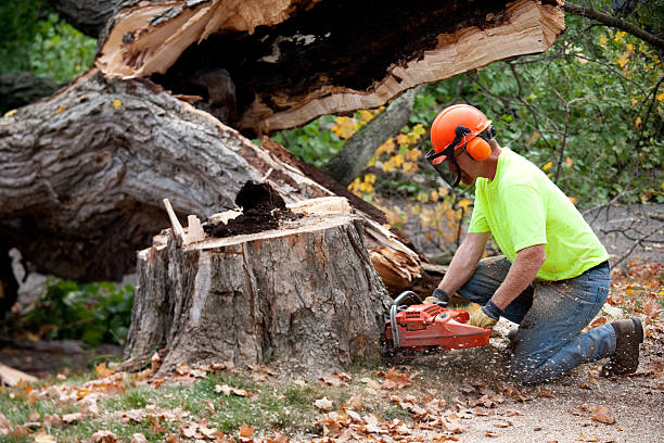 Machesney Park, IL  Tree Services Company