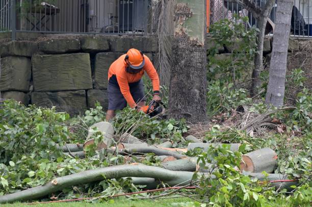 Best Arborist Consultation Services  in Machesney Park, IL